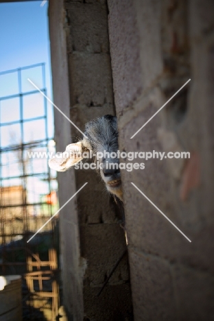 a white goat peeking out from the stable