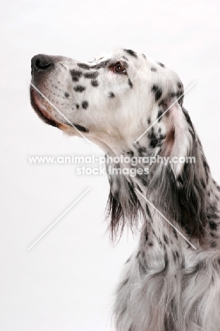 English Setter (Blue Belton colour), Australian Champion, portrait