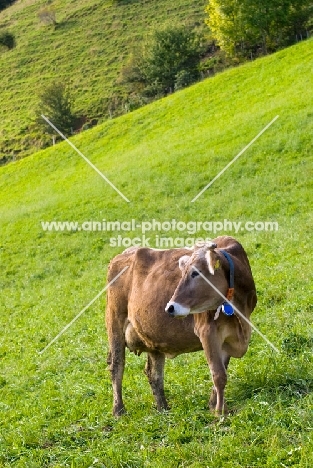 Brown Swiss cow in Switzerland