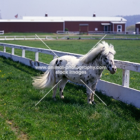 Falabella pony beside fence