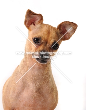 Chihuahua portrait