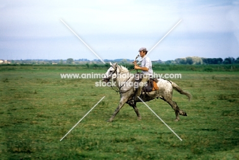 gardien riding a Camargue pony on the camargue