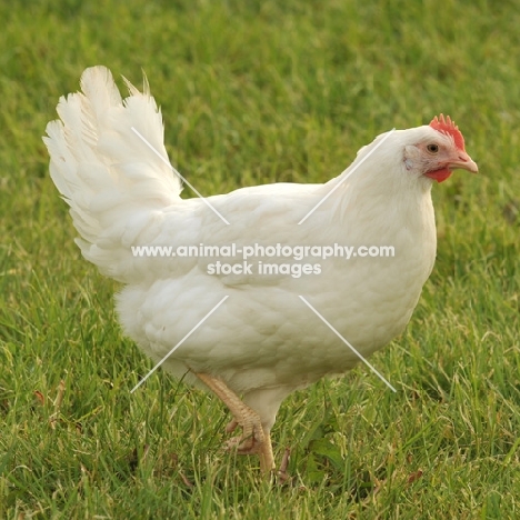 white Bantam hen