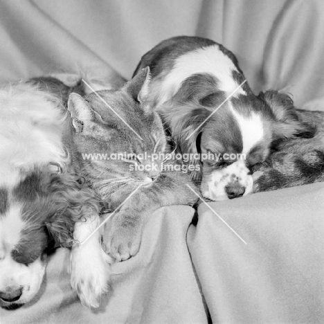 cavalier king charles spaniels with a half siamese cat