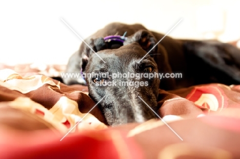 Greyhound lying on duvet