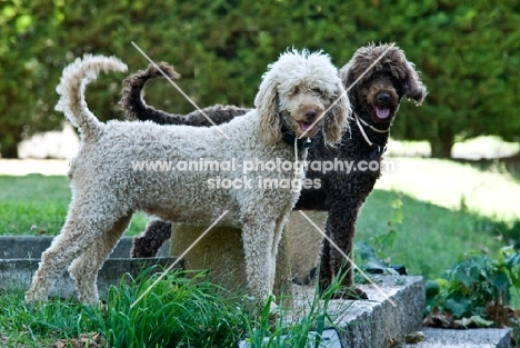 two undocked poodles standing together
