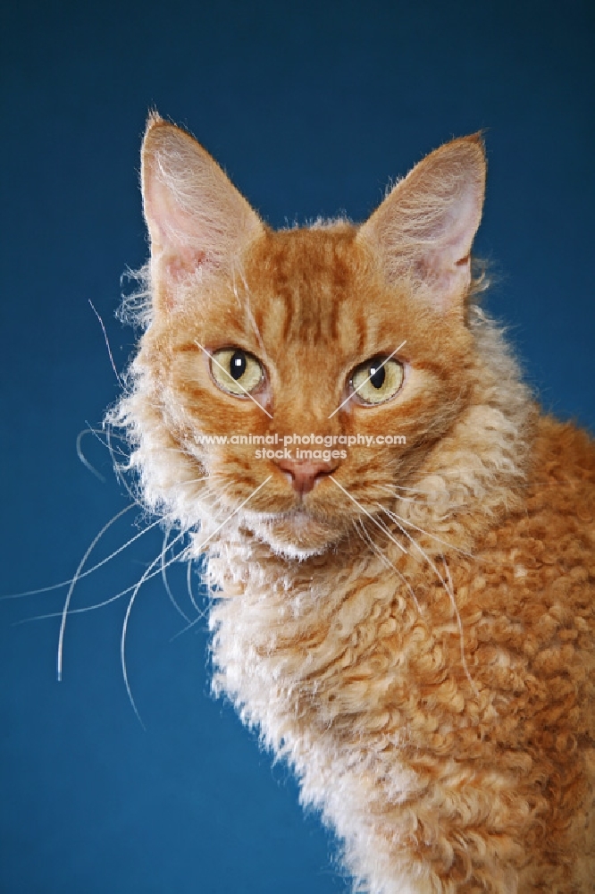 Laperm cat on teal background, portrait