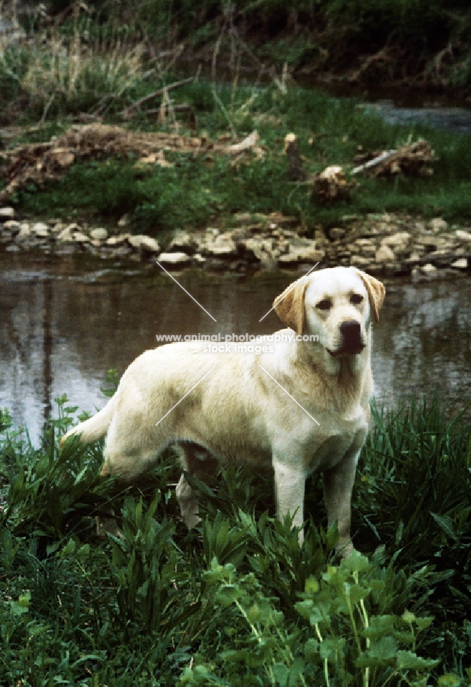 dickendall's mr mister, labrador standing near river