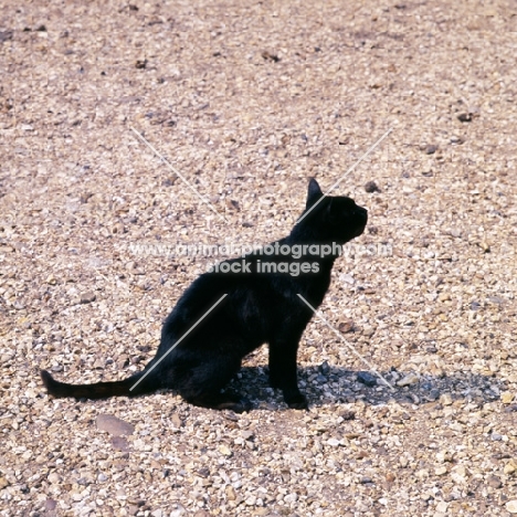 black cat on gravel