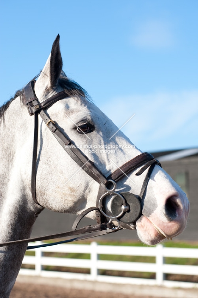 Holstein profile