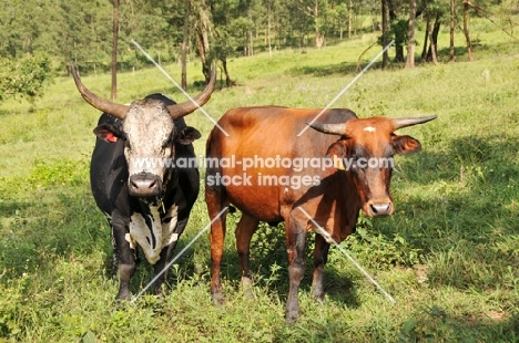 two Nguni cows in field