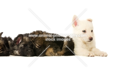 a litter of German Shepherd (aka Alsatian) puppies laid asleep in a row