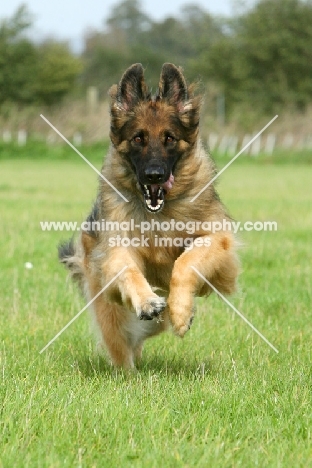 German Shepherd (alsatian) running
