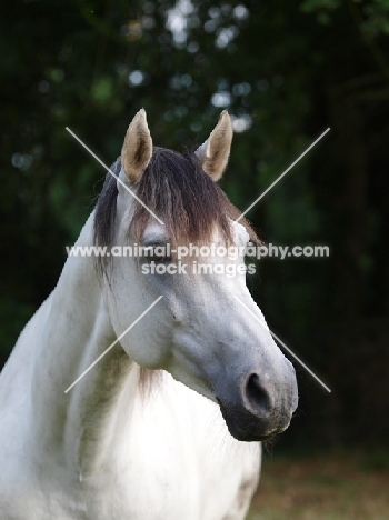 Lusitano portrait