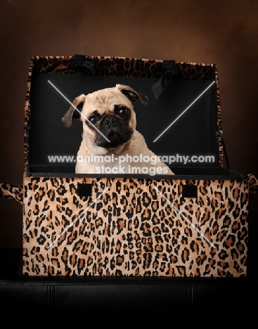 Pug in suitcase on brown background