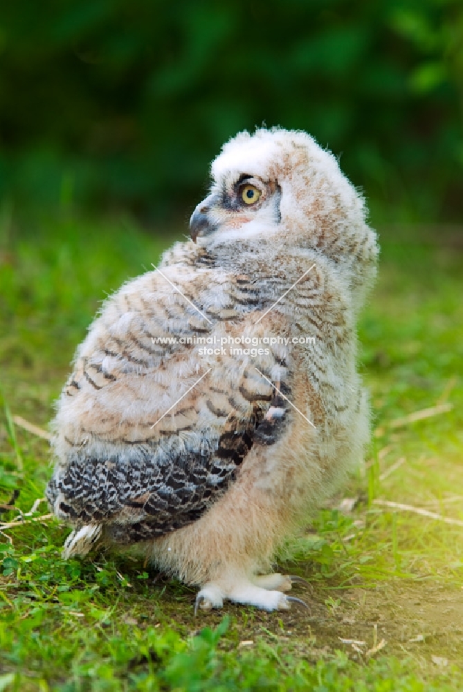 young owl on grass