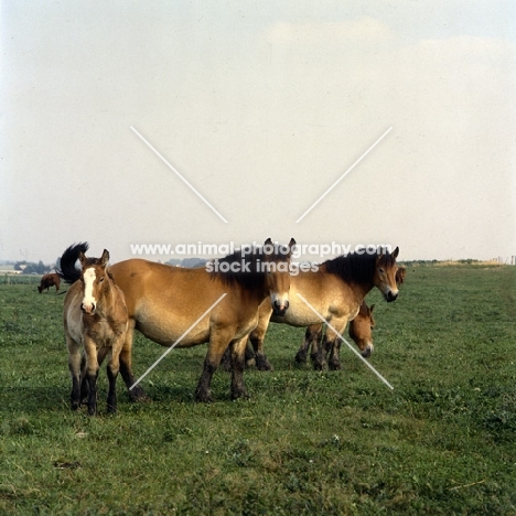 group of Belgian mares with foal