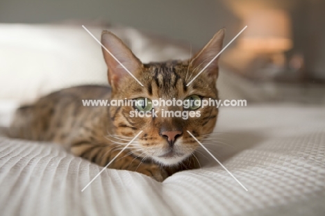Bengal cat looking at camera on bed