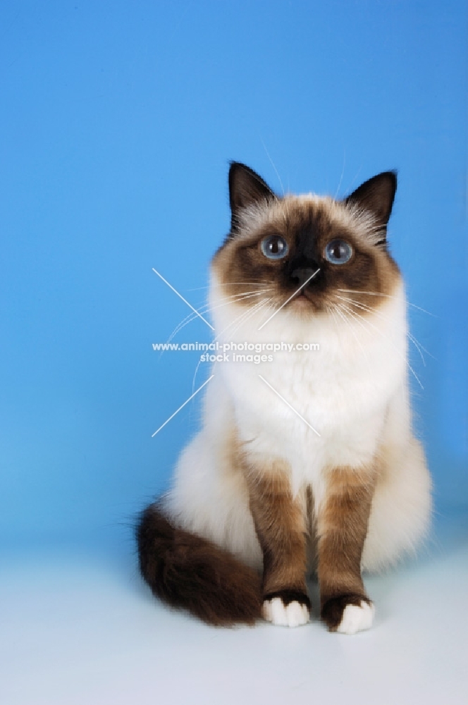 seal point birman cat, looking up