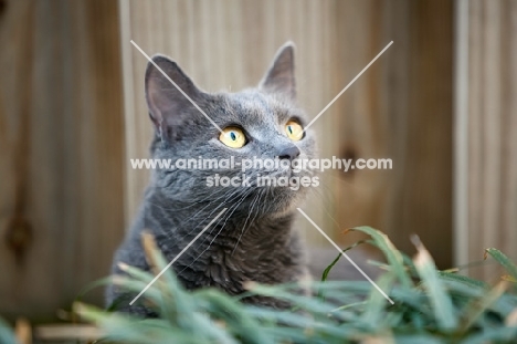 grey cat sitting in front of fence
