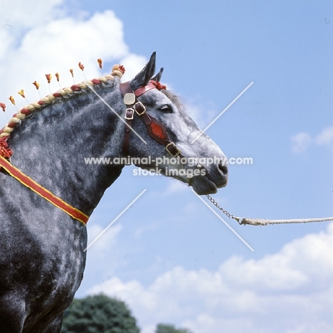 percheron mare at a show