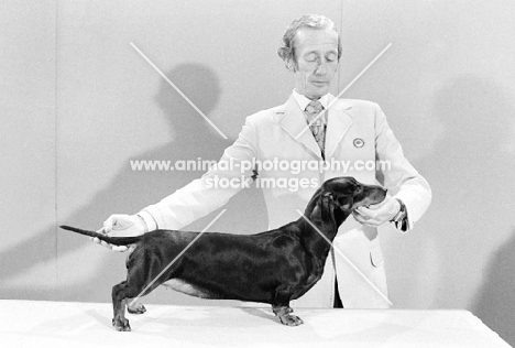 stanley dangerfield posing a smooth dachshund in 1975