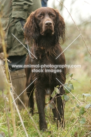 German Longhaired Pointer, concentrating