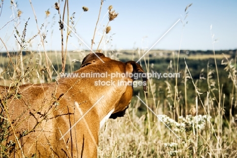 Boxer looking out over cliff