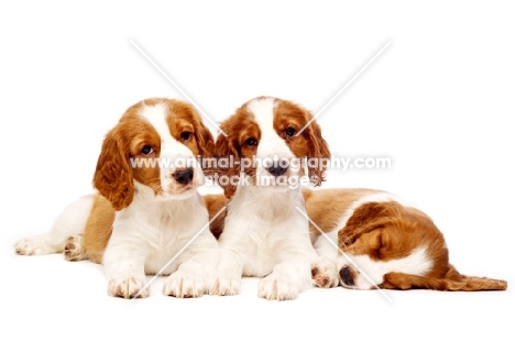 Welsh Springer Spaniel