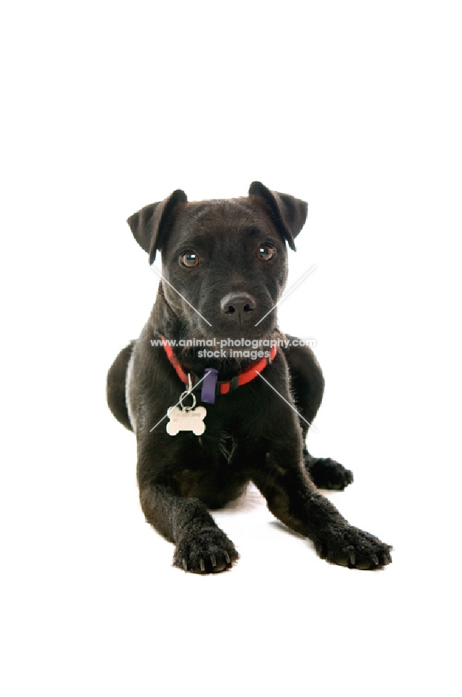 patterdale terrier wearing collar with name tag