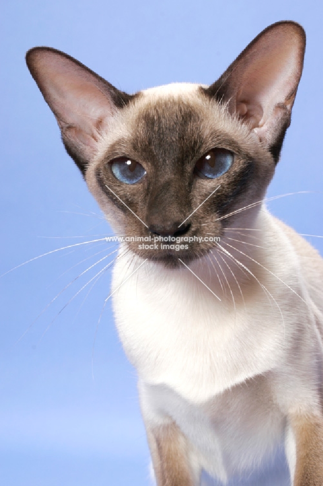 Chocolate Point Siamese cat portrait