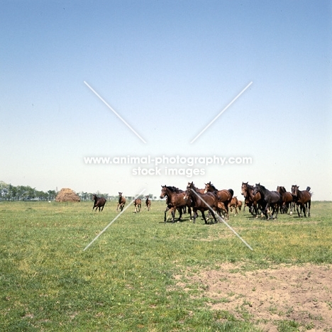 herd of Furioso North Star mares and foals cantering at Kiskunsag State Farm, Hungary