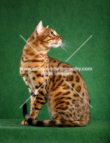 Bengal sitting on green background