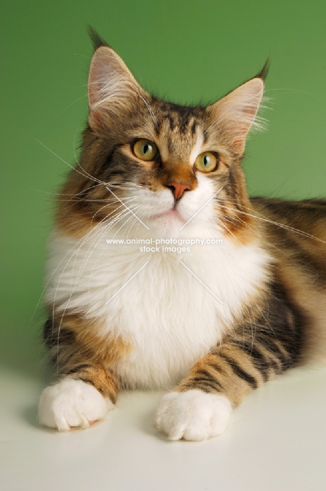 brown tabby and white maine coon cat portrait