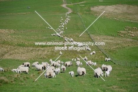 flock of Scottish Mule ewes, Texel cross bred and Suffolk cross bred