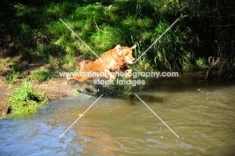 Golden Retriever jumping into water