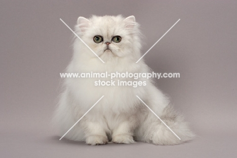 Shaded Silver Persian cat, front view