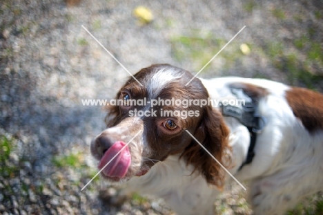 White and liver Brittany licking his nose