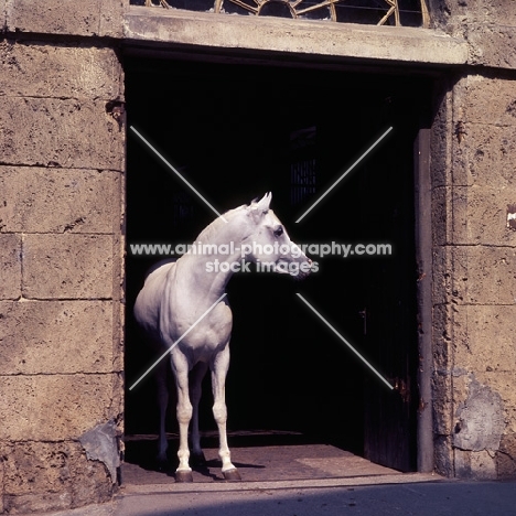 Saher, German Arab stallion in stone stable doorway at marbach