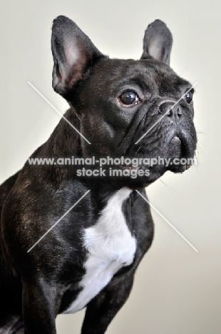 French Bulldog posing against cream backdrop