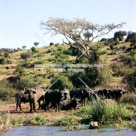 herd of buffalo in queen elizabeth np, africa