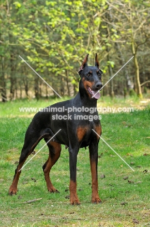 black and tan dobermann