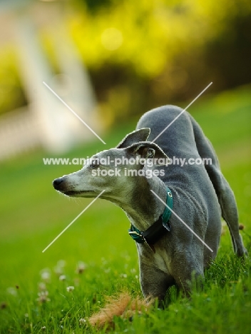 Italian Greyhound bowing