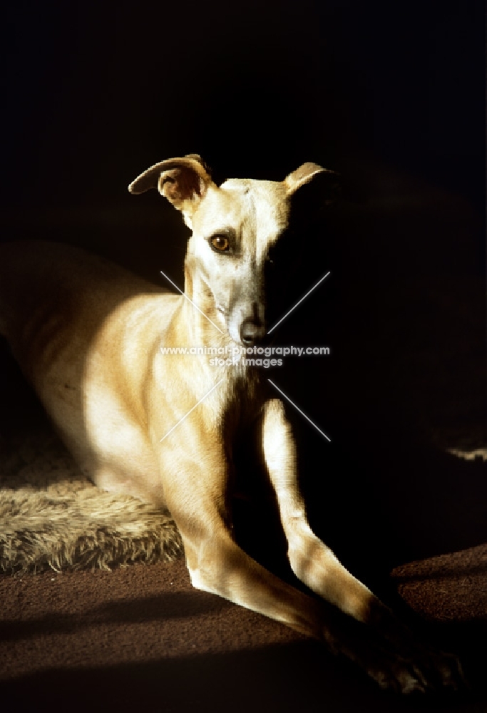 whippets lying in the shaft of sun indoors