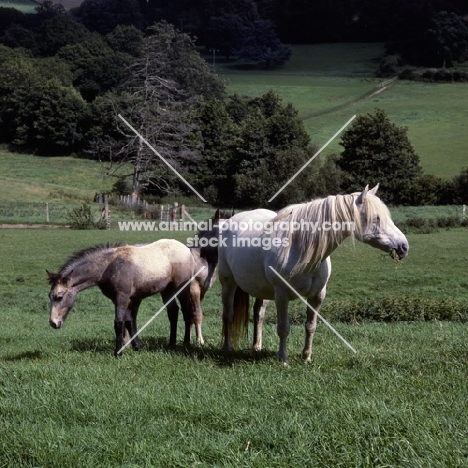 Connemara mare front view with two foals 