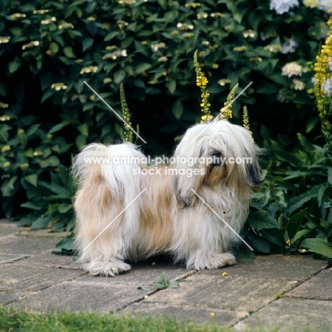 lhasa apso with hair in front of eyes