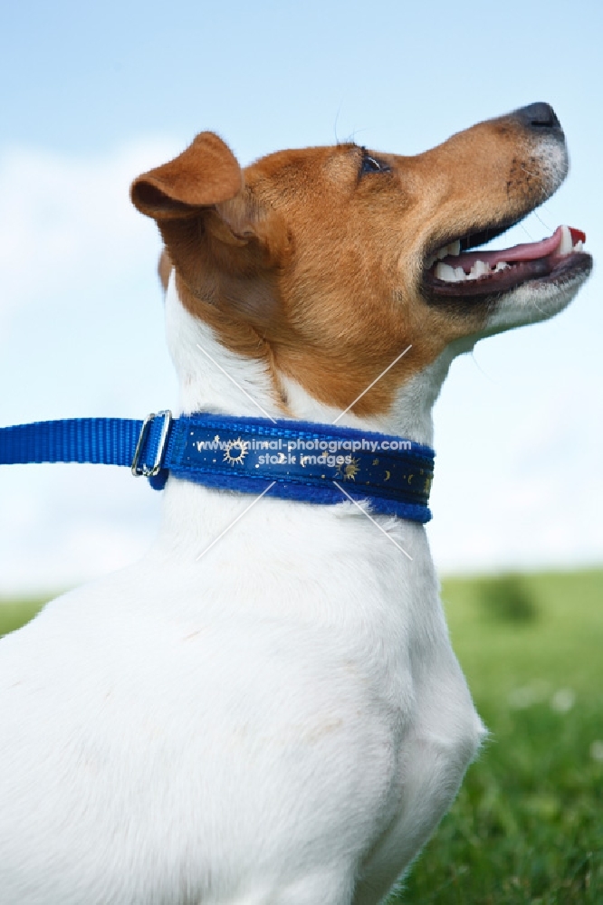 jack russell on lead