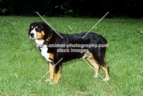 entlebucher sennenhund, side view