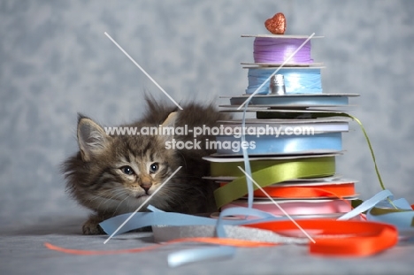 norwegian forest kitten crouched behind a pile of colored ribbons