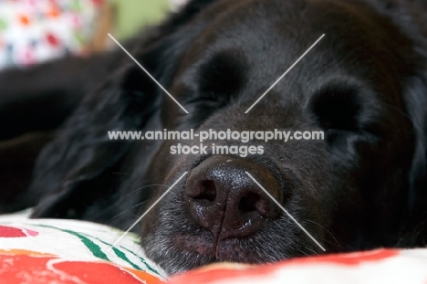 close up of black dog sleeping